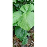 (Hỏa Tốc) Cây Vả Huế