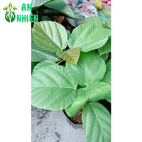 (Hỏa Tốc) Cây Vả Mật