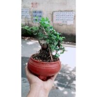 (Hỏa Tốc) Chậu Cây Cần Thăng Bonsai Để Bàn