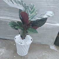 (Hỏa Tốc) Chậu Cây Đuôi Công Sọc Tím