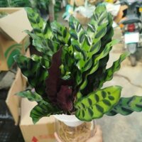 (Hỏa Tốc) Chậu Cây Đuôi Công Sọc Tím Thủy Sinh ( hàng đẹp)