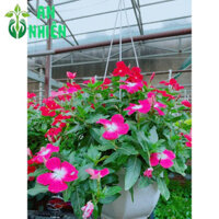 (Hỏa Tốc) Chậu Cây Hoa Dừa Cạn Treo Đẹp