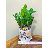 HỎA TỐC - CHẬU CÂY KIM TIỀN, KIM PHÁT TÀI, ĐỂ BÀN VĂN PHÒNG CHIÊU TÀI LỘC