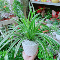 (Hỏa Tốc) Chậu Cây Lan Chi (Dây Nhện)