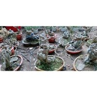 (Hỏa Tốc) Chậu Cây Lộc Vừng Bonsai