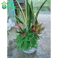 (Hỏa Tốc) Chậu Cây Lưỡi Hổ Tiểu Cảnh Đẹp Cao 70-80cm