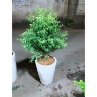 (Hỏa Tốc) Chậu Cây Mai Chiếu Thuỷ