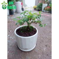 (Hỏa Tốc) Chậu Cây Mai Chiếu Thủy Nhỏ