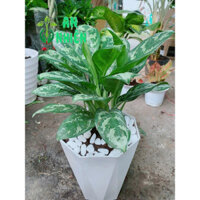 (Hỏa Tốc) Chậu Cây Ngân Hậu 60cm(chậu nhựa)