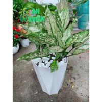 (Hỏa Tốc) Chậu Cây Ngọc Ngân 60cm(chậu nhựa)
