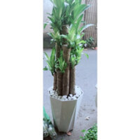 (Hỏa Tốc) Chậu Cây Phát Tài 9 Thân -Thiết Mộc Lan(chậu nhựa)