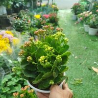 [Hỏa Tốc] Chậu Cây Sống Đời Mix Màu ( hàng đẹp)