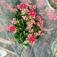 (Hỏa Tốc) Chậu Cây Sống Đời Thái ( hàng đẹp)