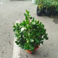 (Hỏa Tốc) Chậu Cây Tắc ( Quất ) siêu trái .cao 50cm