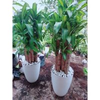 (Hỏa Tốc) Chậu Cây Thiết Mộc Lan Cao Trên 1m(1 chậu cây 9 thân,chậu nhựa)