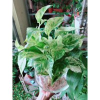 (Hỏa Tốc) Chậu Cây Trầu Bà Sữa Thuỷ Sinh