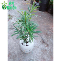 (Hỏa Tốc) Chậu Cây Tùng Vạn Niên