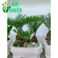 (Hỏa Tốc) Chậu Cây Vạn Tuế Tiểu Cảnh