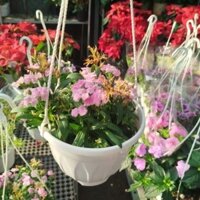 [Hỏa Tốc] Chậu Hoa Cẩm Chướng ( hàng đẹp)