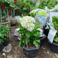 [Hỏa tốc] Chậu Hoa Cẩm Tú Cầu Lớn( hàng đẹp)