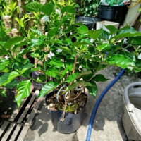 (Hỏa Tốc) Chậu Hoa Lài Tây ( hoa nhài sẵn hoa )