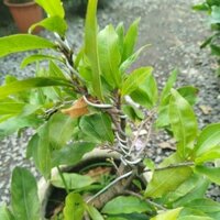 (Hỏa tốc) Chậu Hoa Mai Vàng ( bonsai ) hàng đẹp siêu nụ