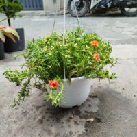 (Hỏa Tốc) Chậu Hoa Mười Giờ Thái ( hàng đẹp .siêu hoa)