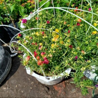 (Hỏa Tốc) Chậu Hoa Mười Giờ Thái ( Mix)