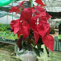 (Hỏa Tốc) Chậu Hoa Trạng Nguyên ( hàng đẹp )
