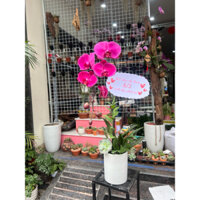 [Hỏa tốc] Chậu Lan hồ điệp đại tươi biếu tặng, điện hoa, kèm thiệp chúc mừng