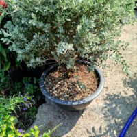 (Hỏa Tốc) Chậu Tuyết Sơn Phi Hồng