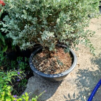 (Hỏa Tốc) Chậu Tuyết Sơn Phi Hồng