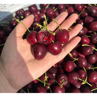 HOẢ TỐC - Cherry 🍒 Chile 🇨🇱 Giòn Ngọt