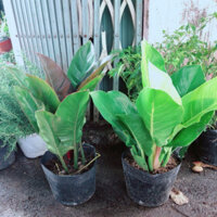 (Hỏa Tốc) Combo 2 Cây Trầu Bà Đế Vương (vàng, đỏ)