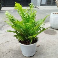 (Hỏa Tốc) Dương Xỉ Khổng Tước ( hàng đẹp)