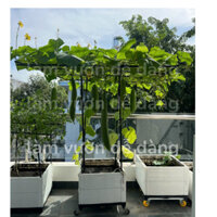 (Hỏa tốc) Giàn leo kèm CHẬU CHỮ T có LƯỚI, CHẬU, CHÂN ĐẾ,giá đỡ cây, ống thép bọc nhựa, chậu nhựa, trồng rau, cây leo