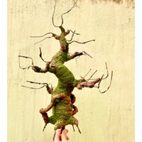 (Hoả Tốc) Gốc bonsai giả, Cuộn Sáp nâu