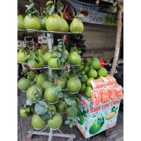 [Hỏa tốc HCM] Bưởi Da Xanh Tân Triều loại 1 (thùng 6 trái 9kg-11kg), Bưởi, Bưởi Da Xanh, Bưởi Ngon loại 1, Trái Cây