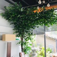 HOẢ TỐC HCM - Cây lá xanh decor, cây si giả trang trí nhà hàng, quán cafe - Thuỳ Chi Decor