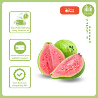 [HỎA TỐC HCM] Hộp 3kg Ổi Ruột Đỏ giòn ngọt - Hàng chuẩn xuất khẩu