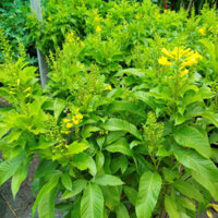 (Hỏa Tốc) Hoa Chuông Vàng ( Cây Hoàng Yến) cao đẹp