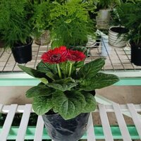 (Hỏa Tốc) Hoa Đồng Tiền Lùn Cây Có Bầu Đất Khoẻ (Màu Ngẫu Nhiên)