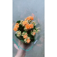 (Hỏa Tốc) Hoa Sống Đời (được yêu cầu màu)