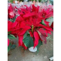 (Hỏa Tốc) Hoa Trạng Nguyên