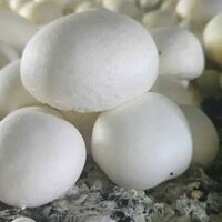 [Hỏa tốc] Nấm Mỡ Trắng Tươi Yoshimoto Hữu Cơ – Hàng Công Ty Chính Hãng, Hữu Cơ