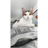 [HOẢ TỐC-QUẬN3] 1 TẢI CÁT VỆ SINH CHO MÈO CÁT NHẬT ĐEN MOON CAT 9L