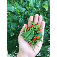 HOẢ TỐC SG - Cây Ớt Xiêm Xanh Sẵn Trái - Cây Ớt Xiêm Rừng Cây Ớt Chim Măm Măm