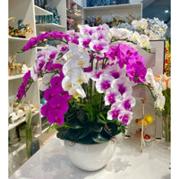 HOẢ TỐC TpHCM-Chậu hoa lan hồ điệp giả tím trắng 3 màu