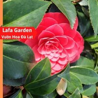 Hoa Trà My thân gỗ Lafa Garden, cây sai hoa nhiều nụ, ra hoa màu đỏ hồng, giống hoa Trà My nhiệt đới