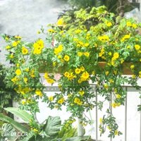 Hoa treo tường - Hoa cúc giả, cành dã quỳ rủ treo tường trang trí nhà, decor phòng khách, ban công đẹp tự nhiên. bắt mắt